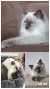 Epingle Sur Chaton