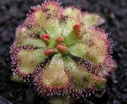 Image result for Drosera dielsiana