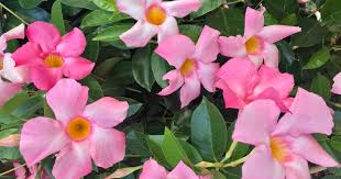 Image result for ostruhatka