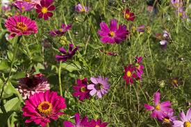 Delivery free on all uk orders over £50 The Nation S Favourite Summer Bedding Plants Have Been Named Flowerland Home And Garden Iver Bourne End Buckinghamshire