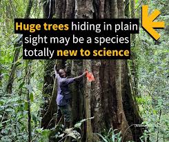 Image result for Tessmannia