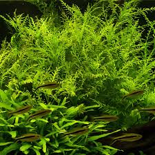 Image result for Hygrophila cataractae