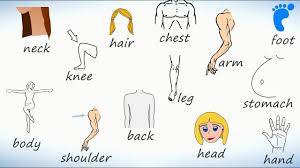 цифры на английском от 1 до 20 с русской транскрипцией Chasti Tela Na Anglijskom Uchim Nazvaniya Chastej Tela Cheloveka Youtube