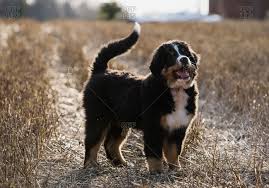 The bernese mountain dog (german: Bernese Mountain Dog Stock Photos Offset