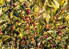 Image result for Euclea