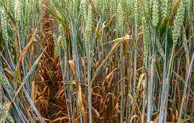 Comment reconnaître la prêle des champs ? Maladies Des Feuilles Et De L Epi Identifier Les Symptomes Pour Intervenir Journal Paysan Breton