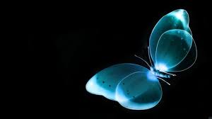 1920x1080 Hd Wallpapers High Definition Wallpapers Amp Desktop Blue Butterfly Wallpaper Black And Blue Wallpaper Butterfly Wallpaper