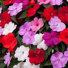 Impatiens cuttings root easily in a jar or vase of water, producing new plants. Impatien Divine Mixed New Guinea Busy Lizzie Tray Of 230 Plug Plants Brookside Nursery