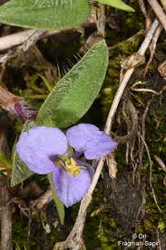 Image result for Cyanotis vaga