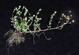 Image result for Hygrophila spiciformis