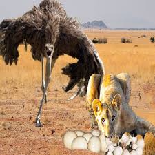 LION CHASING NEWBORN BABY OSTRICH Amazing Ostrich Giving Birth To 10 Babies | Facebook