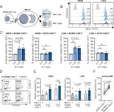 Image result for Kotschya sp.no.A