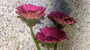 Image result for Gerbera viridifolia