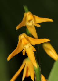 Image result for Polystachya bennettiana