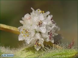 Image result for Cuscuta planiflora