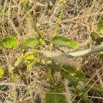 Image result for Schizostephanus alatus