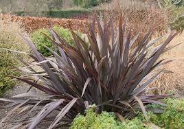 Rabbits and deer tend to leave it alone. Phormium Tenax All Black New Zealand Flax