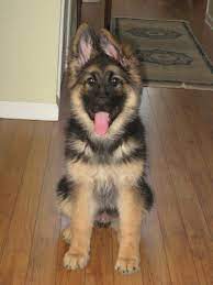 King Shepherd Puppy King Shepherd Shepherd Puppies German Shepard Puppies