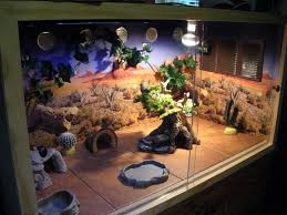 So many times i see owners that keep their dragons in a terrarium with a plastic tub. Image Result For Bearded Dragon Tank Decor Baby Bearded Dragon Bearded Dragon Habitat Bearded Dragon Cute
