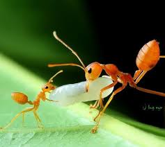 Best Award Winning Wildlife Photography Examples 6 Wildlife Photography Animal Photography Insect Photography