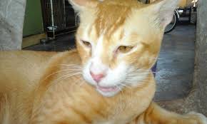 Check spelling or type a new query. Kucing Jahat Pencinta Haiwan Hobi Koleksi Forum Cari Infonet