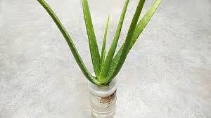 Check spelling or type a new query. Keep Aloe Vera Fresh For Long Time And Grow In Water Youtube