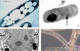 Structure And Function Of Bacterial Cells