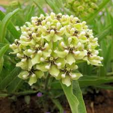 Image result for Asclepias