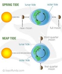Spring And Neap Tides Diagram Scienza Natura Scienza Educazione