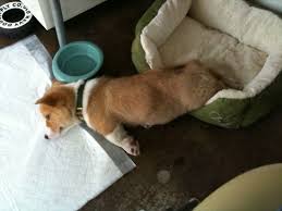 Hungover Corgi Adorable Corgi Funny Corgi Corgi Sleeping