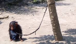 The bili apes or bondo mystery apes are large chimpanzees that inhabit bili forest in the democratic republic of the congo. Bili Apes Giant Lion Eating Chimp Chimpanzee Subspecies Science Heathenscience Heathen
