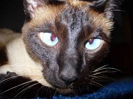 Siamese cats are not hypoallergenic. Siamese Cat Breed History Personality And Care Of The Siamese Cats