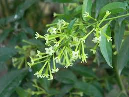 The person is anxious and always restless. Raat Ki Rani Cestrum Nocturnum How To Grow And Care Of Night Blooming Jasmine Hindi Youtube