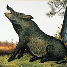 It has a superior taste and texture to pork, and wild boar is a real treat compared with standard pork. Hogs Wild The New Yorker