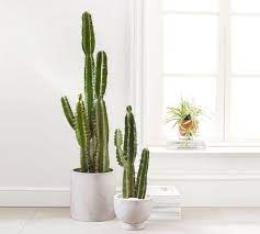 Some cactus can become leggy when grown in tall pots are more likely to suffer rot and other problems. 15 Best Large Cactus Plants To Grow Indoors Tall Cacti