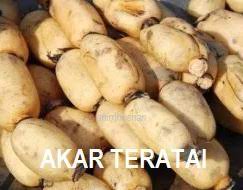 Maybe you would like to learn more about one of these? Anim Agro Technology Rizom Dan Akar Lotus Apa Khasiatnya