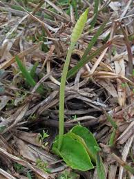 Image result for Ophioglossum costatum