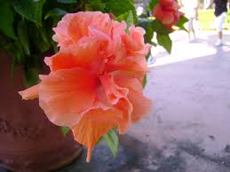 You can only find these flowers in some countries with tropical climates such as indonesia, malaysia, india, africa, thailand, argentina, hawaii, and others. Exotic Tropical Flowers Photos Just For Sharing