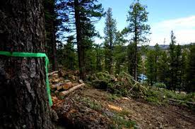 Welcome to our guide to how to clear land by hand! How To Clear A Wooded Lot For A House Mr Tree Inc