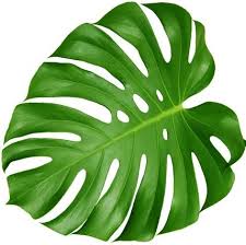 Monstera Leaf Template Google Search Hojas Tropicales Hojas De Selva Dibujos Hojas