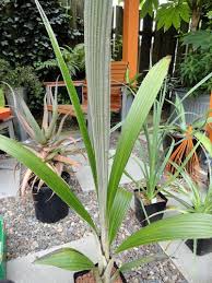 Image result for Curculigo