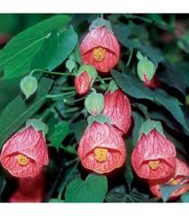 Image result for Abutilon sp.no.2