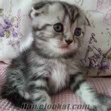 Whiskas Kedisi