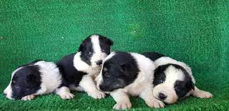 border collie border collie collie kopek