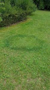 Maybe you would like to learn more about one of these? Hexenring Diy Plant