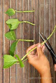 Propagate Hydrangea Cuttings 99 Success Rate Propagating Hydrangeas Planting Hydrangeas Growing Hydrangeas