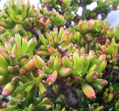 We did not find results for: Crassula Ovata Gollum Monster Jade Succulent