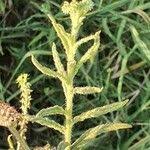 Image result for Heliotropium zeylanicum