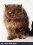 How to Get Rid of Tear Duct Stains in Persian Cats - Pets