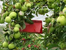 Wooden barrels are ideal with a few provisos. Are You Really Prepared To Look After Fruit Trees Canberra Citynews